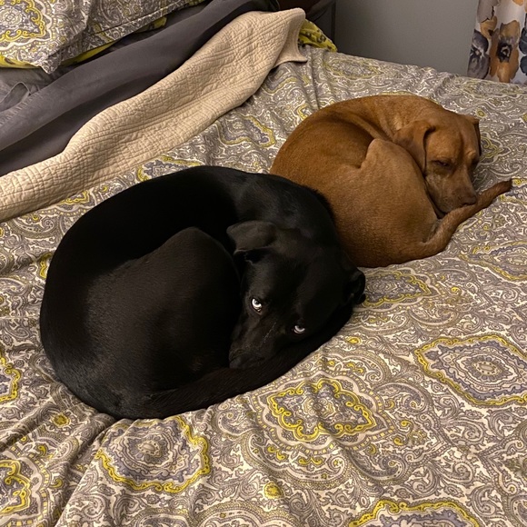 Meet your Posher, Daniel - Picture 1 of 1